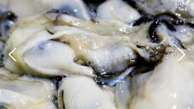 놓치면 후회! 제철 생굴 냉동굴 초특가 후기 😋